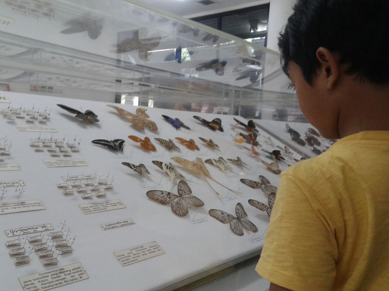 sd3_trip_serangga_ipb05 sd3_trip_serangga_ipb05